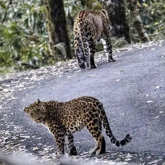 Animal Sighting & Birds Watching Activity