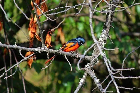 Birds and wildlife photographed around Binsar Wildlife Sanctuary (6)
