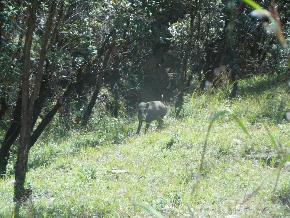 Birds and wildlife photographed around Binsar Wildlife Sanctuary (5)