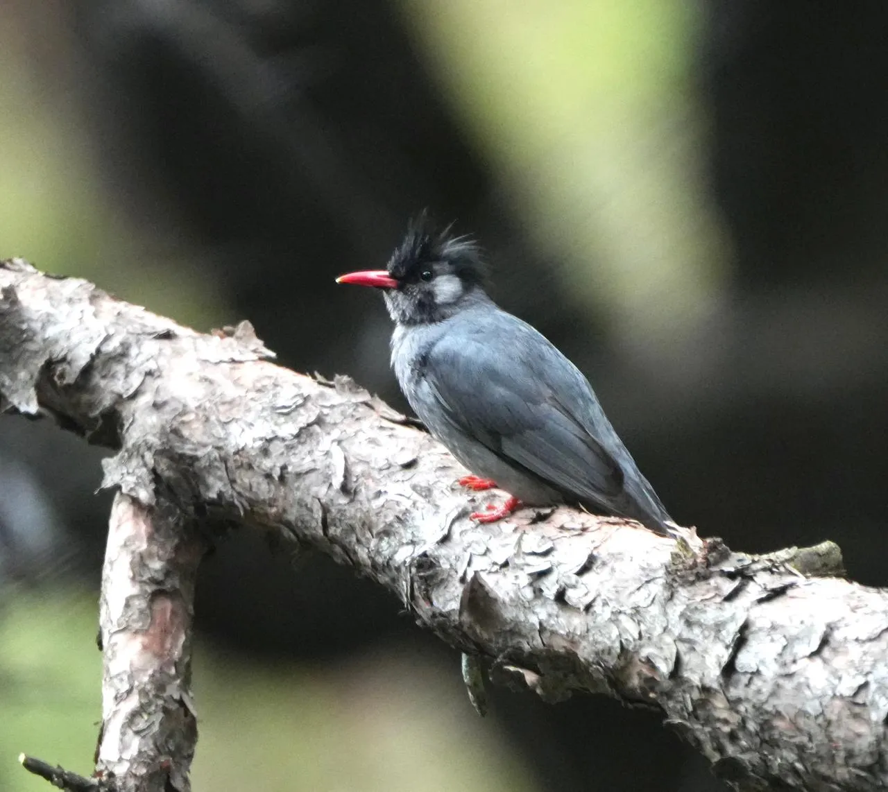Birds and wildlife photographed around Binsar Wildlife Sanctuary (18)