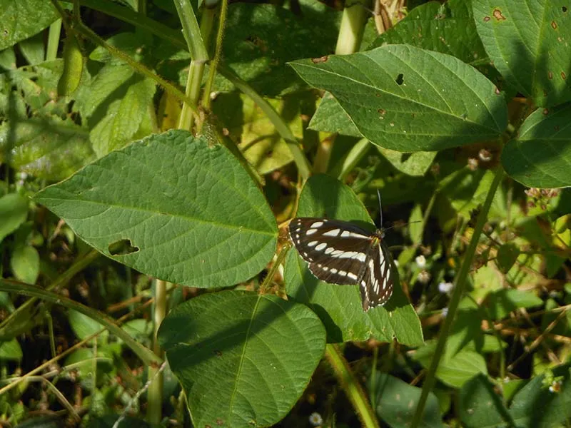 Birds and wildlife photographed around Binsar Wildlife Sanctuary (11)