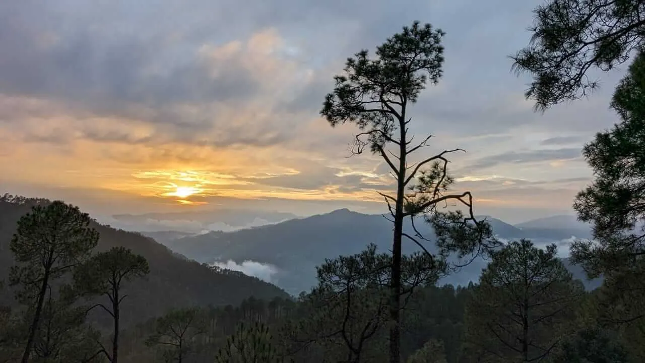 Pine silhouettes against a golden Himalayan sunset